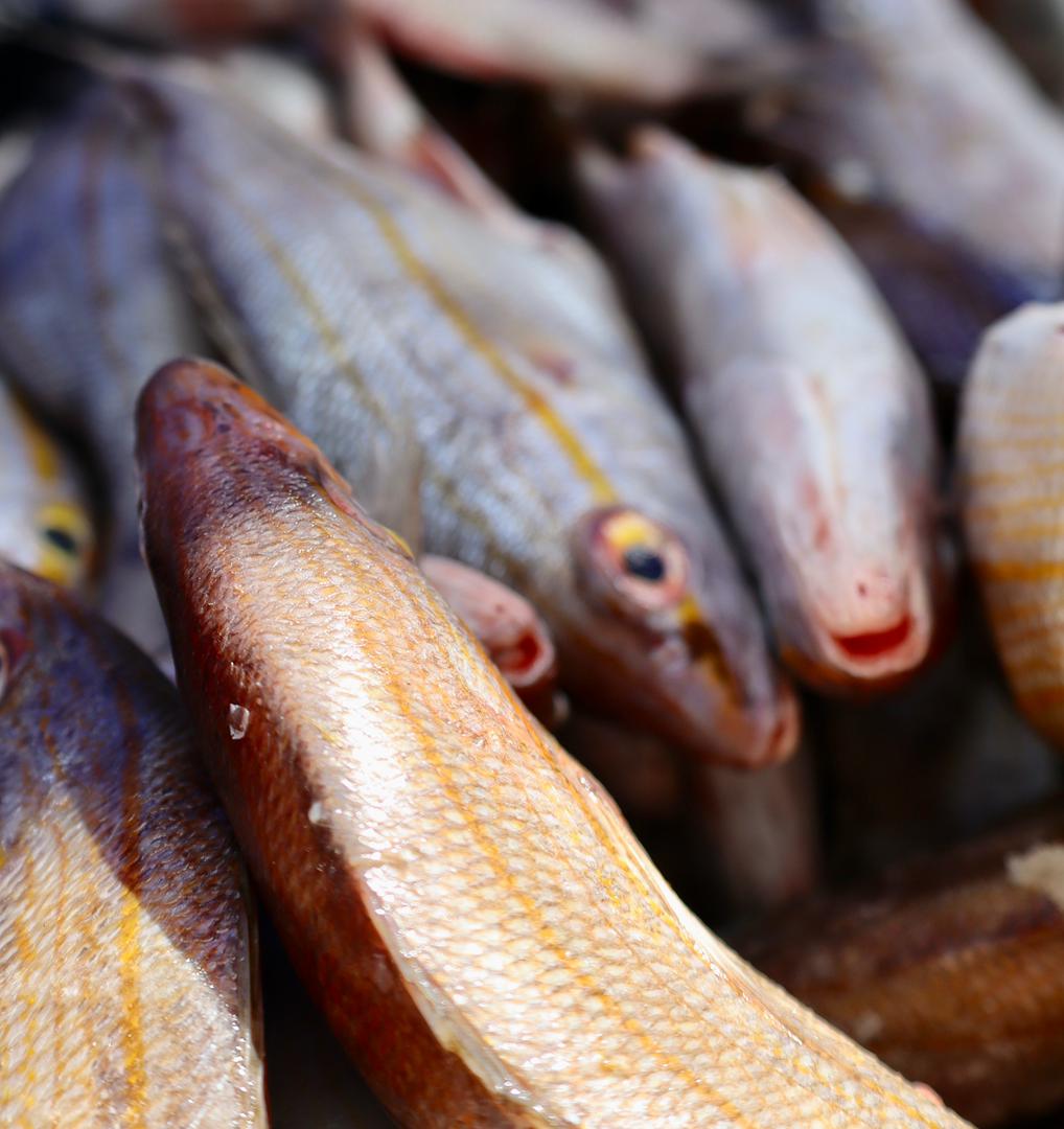 Se despliega el Plan Venezuela Come Pescado (4)